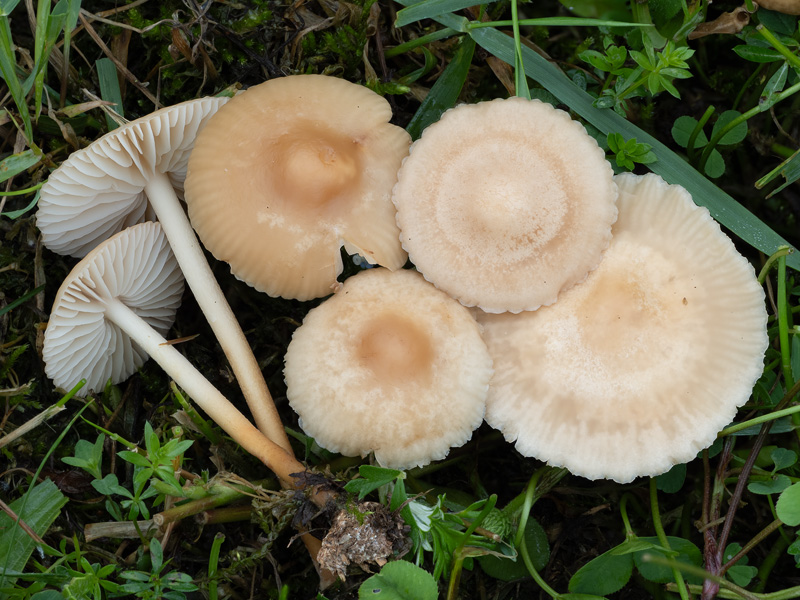 Marasmius oreades